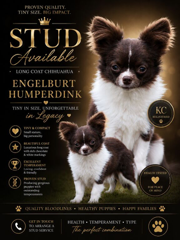 Chihuahua stud