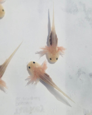 Baby albino axolotls