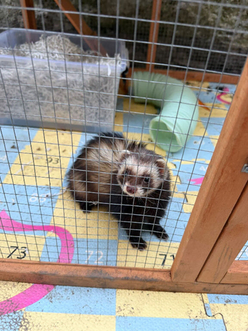 Ferret hob