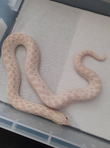 Various hognoses