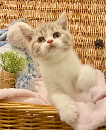 TOP QUALITY TICA REG SCOTTISH/BSH FAWN BICOLOUR GIRL