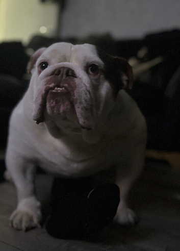 English bulldog for rehoming