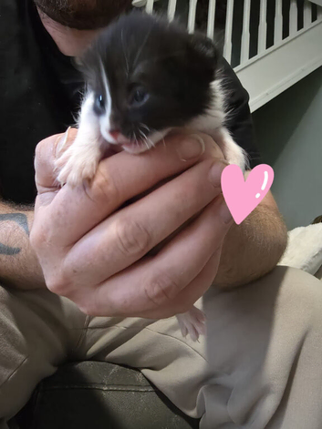5 Kittens for sale