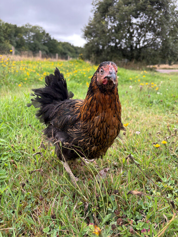Burford Brown hens
