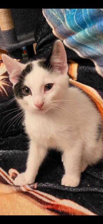 Turkish van kittens