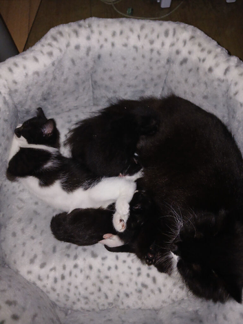 Kittens