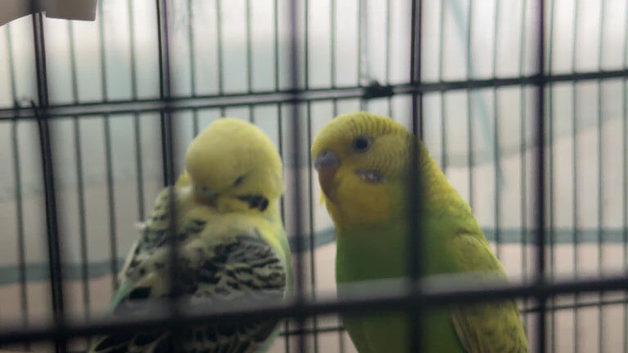 2 budgies,