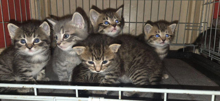 Kittens