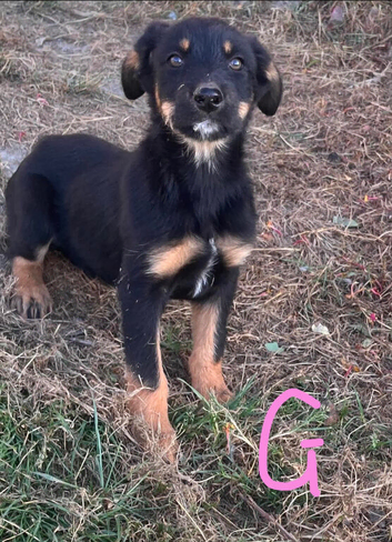 Border collie x huntaway pups