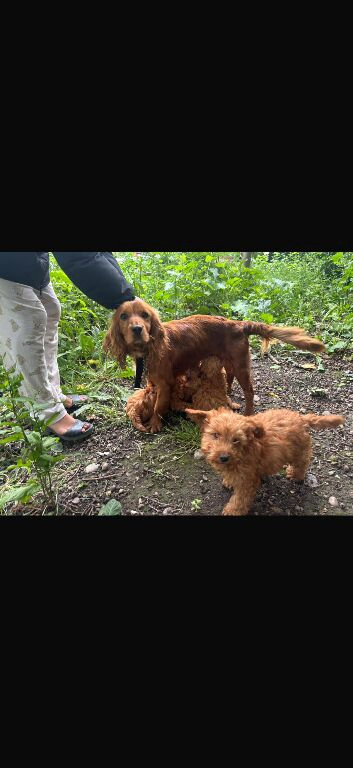 Puppies