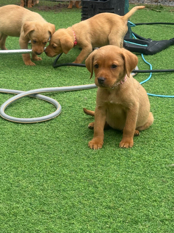 KC registered red Labradors