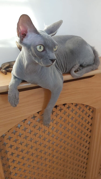 Sphynx Female
