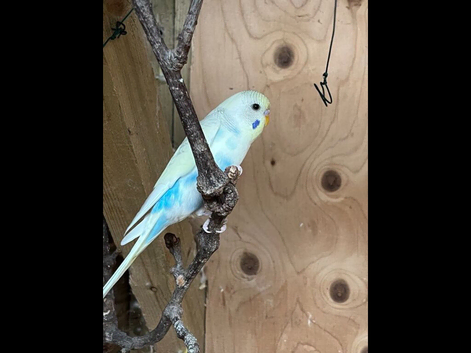 Young budgies for sale