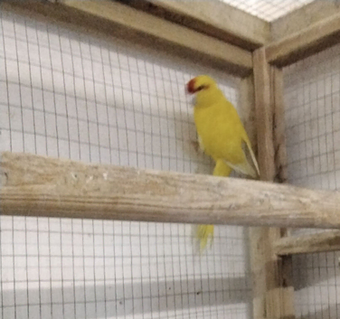 Male Buttercup Kakarikis