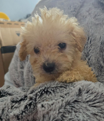 Toy labradoodle puppies