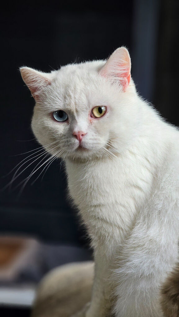 Beautiful Pure British Shorthair WHITE Odd Eyes Male