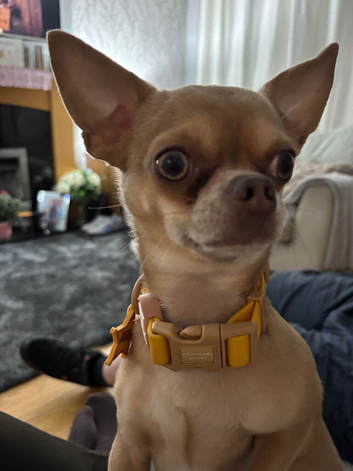 Female chihuahua wanted!!