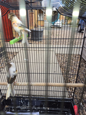 Pair of canaries