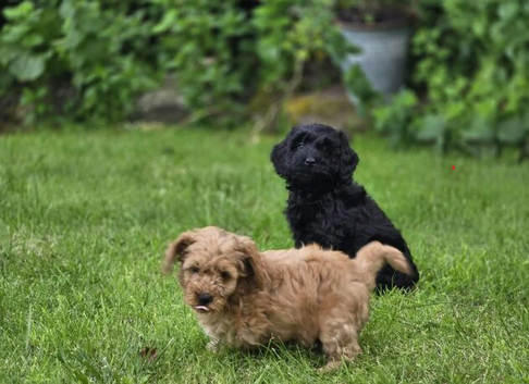 Adorable Cockapoo Puppies &ndash; 1 Boy & 1 Girl