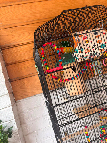 Male & Female Lovebirds + Full Setup