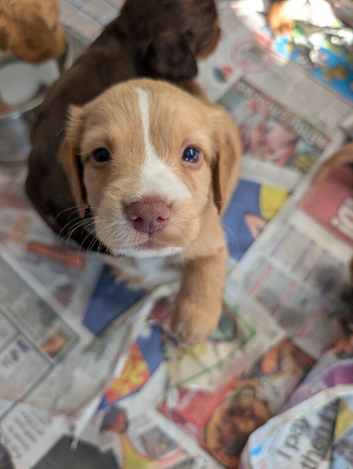 Stunning litter cocker spaniels working type