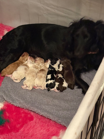Cocker spaniel puppies