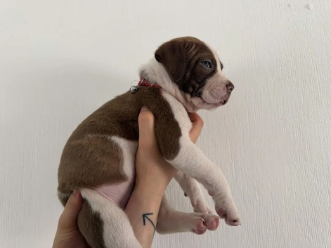 (READY TO VIEW) American Bulldog puppies