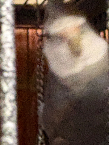 White face male cockatiel