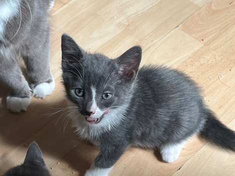 Cute Russian Blues for sale