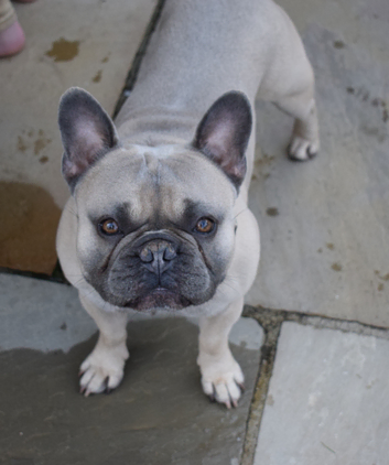 Pedigree French Bulldog