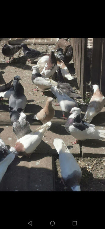 Iranian pigeon.