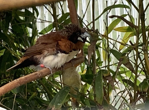 Chestnut Breasted Manikins For Sale in Melton Mowbray