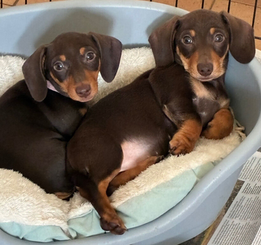 Beautiful Miniature Dachshund Boy