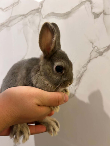 Netherland dwarf baby&rsquo;s