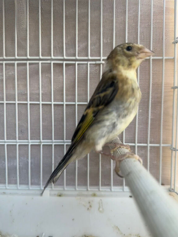Unsexed goldfinch mule