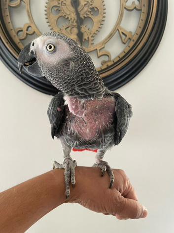Tame African grey parrot