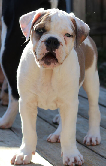 Dorset olde tyme bulldog