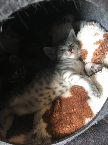 Persian/ kitten ready now