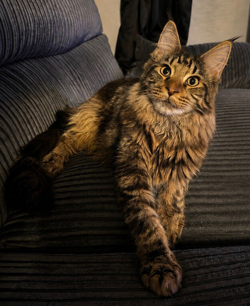 Male Maine coon