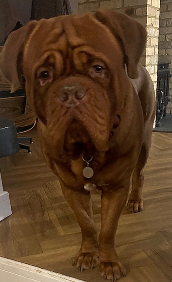 Beautiful Large breed Dogue de Bordeaux for stud