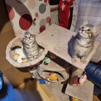 Fur balls