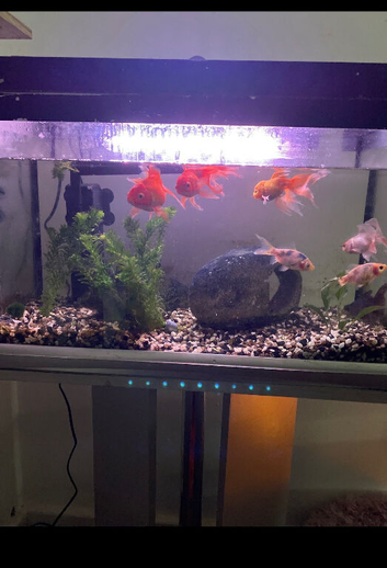 Fancy gold  fish