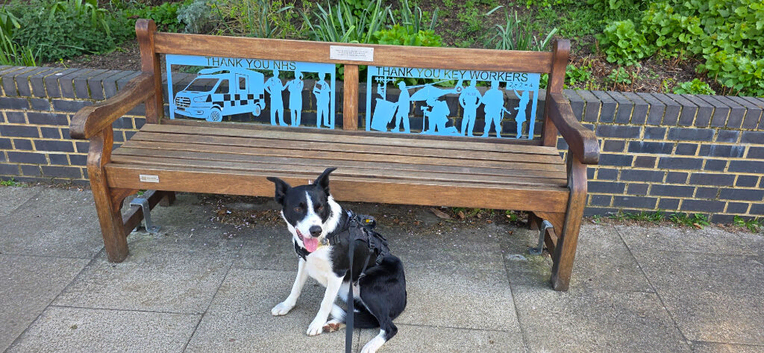 Looking for a Loving Forever Home