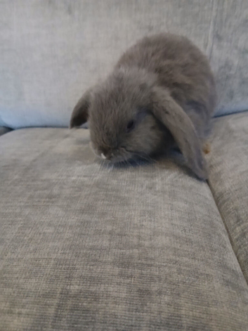 Bunnies
