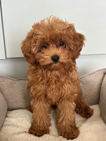 Cavapoo Puppies