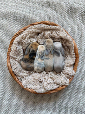 Mini Lops