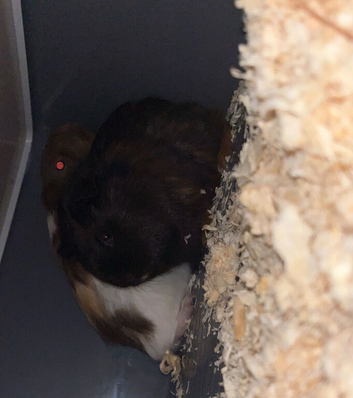 2 male guinea pigs needing a forever home.