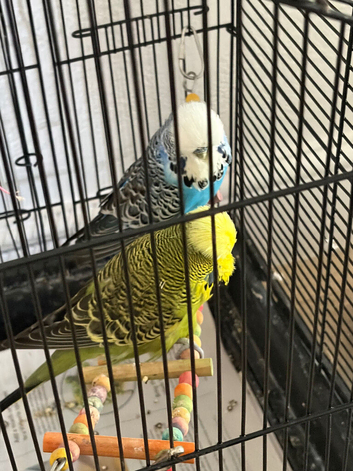 Bonded Budgies Looking for a Loving home