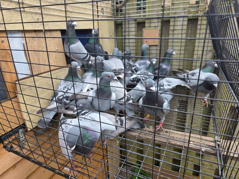 Bluebar Racing Peagons for sale in Bradford 50&pound; each