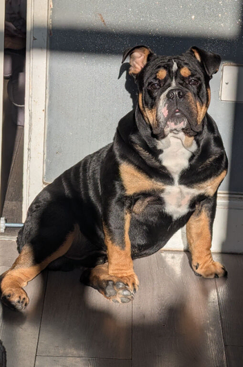 9 months old NEBBR Ozzy